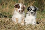 BERGER AUSTRALIEN PUPPIES 215